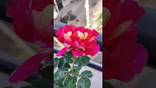 One Rose says more than the dozen#shorts #shortvideo#terracegarden#youtubeshorts#pottedplants#viral