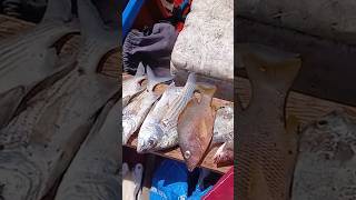 CARAMBAS GRANDES PESCA SUB