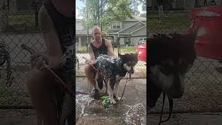 Dad gives Wolf Hybrid a bath.