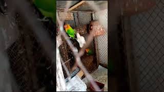 love bird colony #lovebirdcintanyacinta #lovebirdngekek #lovebirdkonslet #lovebirdsetup