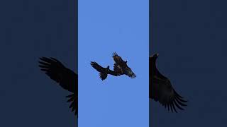 Wedge-tailed eagle  Australia's  largest birdsofprey, 🌞🦅😱 #birds #wildlife #shortvideo #australia