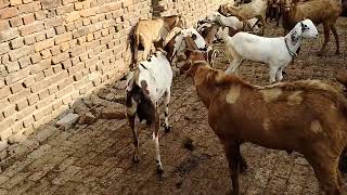 First Time Male Goat And Female Goat mating video|| Rajisthani Goat Mating Video full Details|mating