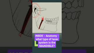 INBDE - Anatomy - What type of lever system is the MANDIBLE?