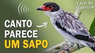 8 AVES da MATA ATLÂNTICA com CANTOS MARCANTES! Anambé, capitão-de-saíra e outros pássaros!