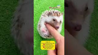 😂😂😂Khi bé nhím có bà c quá nhây!  #nhimkieng #hedgehog #nhím #nhím_cảnh #petxinh #petxinhnet