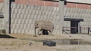 Two new elephants at Sofia Zoo 2023.