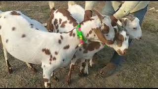 CG AGRO GOAT FARM AMBIKAPUR (C.G.)9713876186