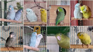 My Rare Pacific Parrotlet Collection || Pacific Parrotlet Color & Mutation Guide || All About Pets