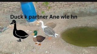 Duck k lye female done kr de