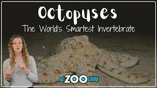 Octopuses | Fun Facts About Octopuses | EdZOOcating Adventures