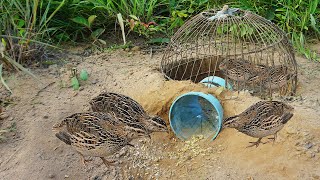 Amazing Unique Bird Trap Using PVC Pipe With Plastic & Pen - Easy Quail Bird Trap Technology