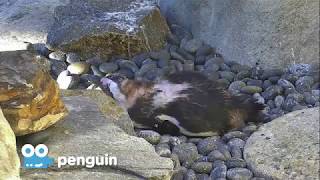 Zoo Cam - Penguin Cam Episode 4