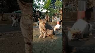 Keluarga Kucing Akur Lucu