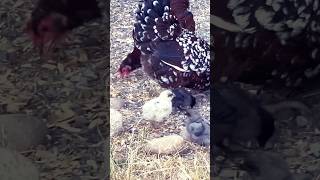 Mama hens #animalshorts #chicken #farmlife #farmanimals #animalshort #babyanimal