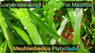 Muehlenbeckia platyclada / പഴുതാരക്കൊല്ലി / Tapeworm plant