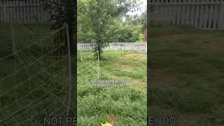 Mowing with sheep and goats! We use electric netting to keep them from eating our trees and shrubs