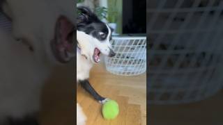 Playtime Unlimited! Border Collie's Electric Ball Fun!