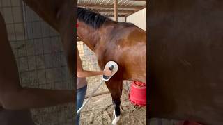 CRAZY MUSCLE SPASM IN A PAINT HORSE 😯 #pemf #musclespasm #horsecare