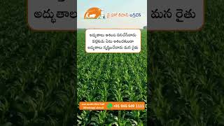 JHK Farmer Quote | Motivational quotes Telugu II Inspirational Quotes II Telugu Quotes #jhk