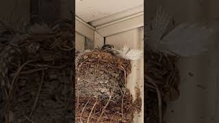 Purple Martin Bird Nest with Fledgling