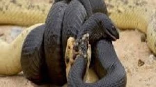 King COBRA vs PITÓN - Batallas Salvajes - Documentales de Animales 🐍🐍