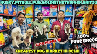 Cheapest Dog Market of 2024!