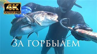 Подводная охота.За горбылем.Черное море.Видео сезон 2017