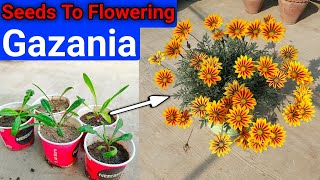 गजानिया को बीज से कैसे उगायें फूल खिलने तक देखें / How To Grow Gazani From Seeds / Care n fertilizer