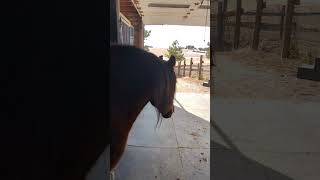 Look horses. You're supposed to make the whoosh and the zoom sound when I let you out