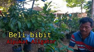 Beli bibit alpukat aligator