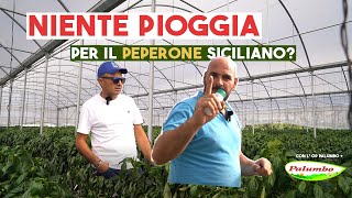 SICCITA' - PEPERONE IN OTTIMA SALUTE CON BATTIRIA®