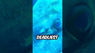 The Deadliest Fish In The World #ocean