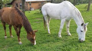 2 Horses Eating Green Grass On A Farm