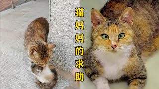 流浪猫妈妈忍痛送崽，只为给它找个家，没想到被好心人一起收养！ 【一笑汪吖】