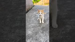 Here there is a cute cat 🐈❤️❤️ #kitty #cutecat #meow #catlover #kitten #cat #catvideos #pets #fypシ