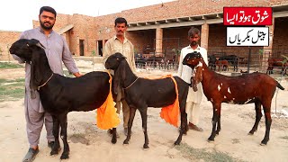 Best Beetal Goats - Outstanding Breeding Goats Modern Goat Farming Sahiwal 2023