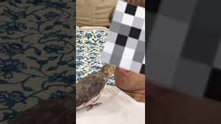 Baby Cockatiel Gives Me Kisses🥰🥰#cockatiel #baby #kiss #shorts