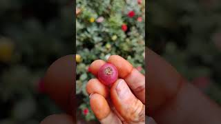 Do you know this fruit..comment the fruit name #youtubeshorts #nature #cherry #fruit #shorts