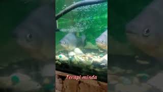 Ikan pacu terapi minda kejap