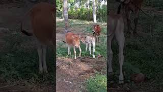 Cow and Calves Sound #shorts #shortvideo #animals #cow