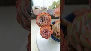 Satisfying Succulent Diy #91