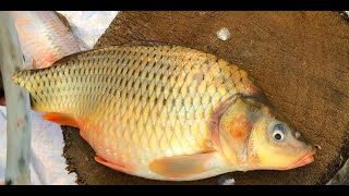 Skillful Fishmonger Carp Fish Cutting Techniques, Admirable Fish Cutting & Slicing At Fish Market