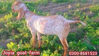 Pure makhi cheeni goat farm | joyia goat farm bahawalpur | goat farming in Pakistan