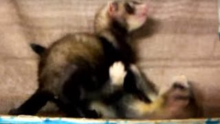 Cute Baby Ferrets Play Fight