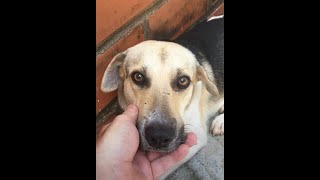 I rescued another street dog  - Venezuela Now - Sep 2nd, 2024