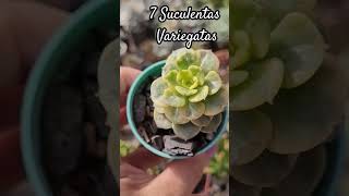 Suculentas Variegatas #suculentasdacreusa #plantas #suculentasplantas #shortvideo