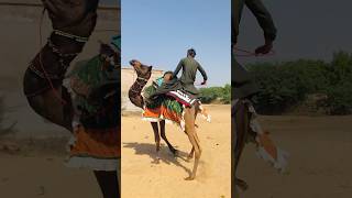 The camel is a good groomer #shorts  #shortvideo  #youtubeshorts