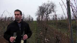 Alsace Grand Cru Mandelberg