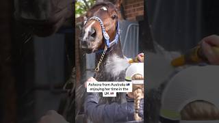 Asfoora having a splashing time ready for her big run at Haydock in the Temple Stakes on Saturday 💦