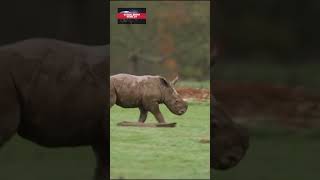 Britain zoo's new rhino calf enjoys first muddy adventure outdoors